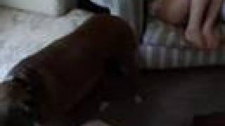 Bark Busters Dog training- 2 crazy boxers