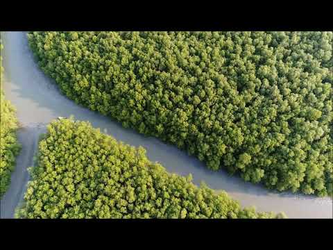 Menelusuri Mangrove Pasir Sakti