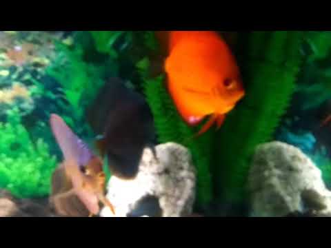 75 gallon discus fish tank