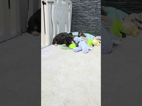 Video 3