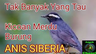 Download lagu Suara Merdu Burung Anis Siberia mp3 Download lagu Suara Merdu Burung Anis Siberia mp3