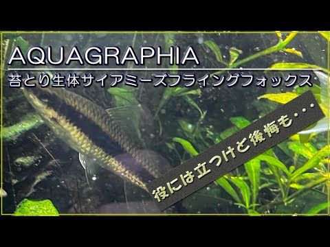 コビティス・テニア