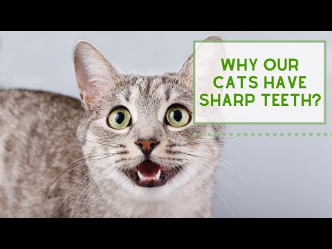 Why Cats & Dogs have SHARP TEETH?