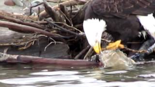 preview picture of video 'Bald Eagles eating salmon in Squamish - Canon Powershot SX40HS Zoom Test'