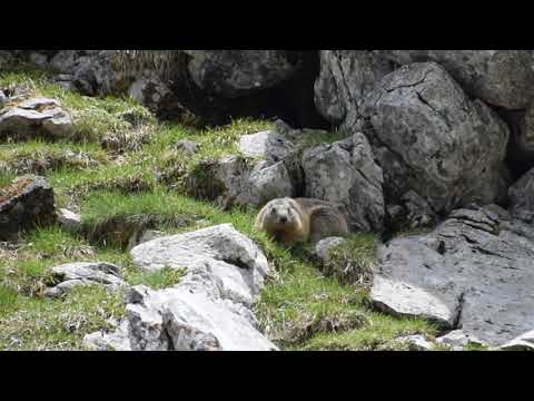 Alpine marmot - Murmeltier (Schwende, Switzerland - 2021. 06. 12.)