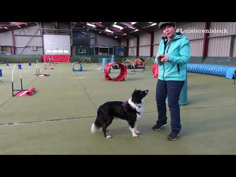 Hoe krijgt je hond meer zelfvertrouwen? Leer hem de 'tussen' aan, een variatie op 'de vrolijke hier'