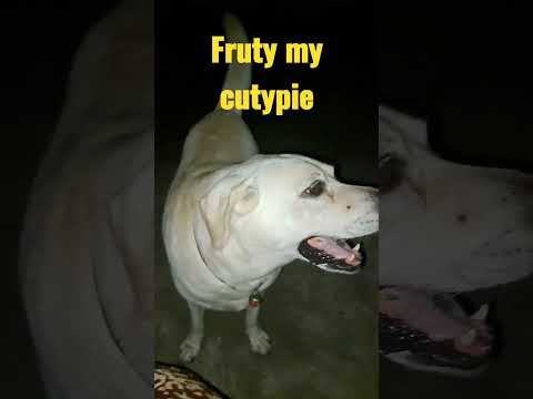 Cutypie❤️#viral #shortvideo #dog #labrador #animals #lab #labradorretriever #petfamily #shortvideo