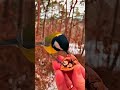 Love Birds Care Birds Having Love Bharat Love Birds Birds Love Natureshorts Shorts