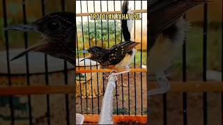 Download lagu Karakter sadis murai trotolan  fighter#muraitrotolan#muraitrotoljantan#Shorts mp3