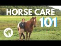 HOW TO CARE FOR A HORSE Complete Guide