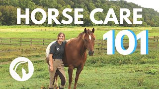 HOW TO CARE FOR A HORSE (Complete Guide)