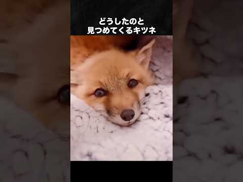 こちらを見つめてくるキツネが可愛すぎる #キツネ #きつね #動物