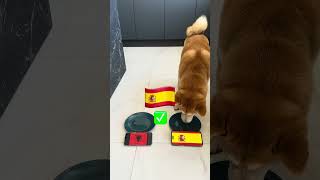 Download lagu FOOTBALL SPAIN vs ALBANIA & ITALY vs CROATIA 2024 EUROU UEFA SOCCER Games Dog Prediction ! mp3 Download lagu FOOTBALL SPAIN vs ALBANIA & ITALY vs CROATIA 2024 EUROU UEFA SOCCER Games Dog Prediction ! mp3