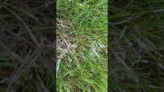 Identifying and controlling Pythoum Blight. Mycelium. grass disease