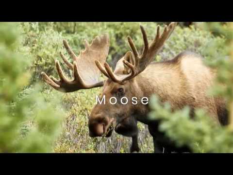 Hunting in Norway 2019 (deer, moose, capercaillie, black grouse, roe deer )