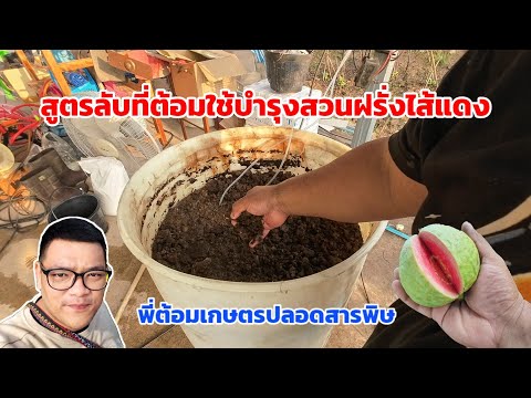 สูตรลับที่ต้อมใช้บำรุงสวนฝรั่งไส้แดงของต้อม สวนฝรั่ง ระบบ PRModel | พี่ต้อมเกษตรปลอดสารพิษ
