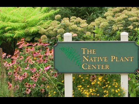 download lagu mp3 mp4 Native Plants New York, download lagu Native Plants New York gratis, unduh video klip Native Plants New York