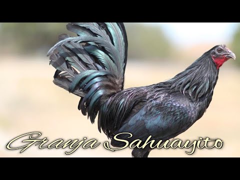 Leiper☘ Black Mugs☘ Irish Grey  - SAHUAYITO FARM