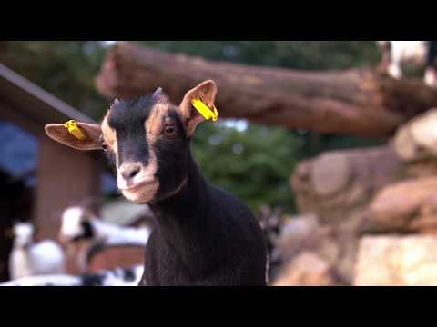 20 Jahre Brückenkopf-Park Jülich - Der Jubiläumsfilm