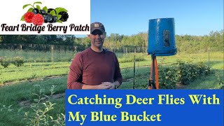 How to get rid of Deer Flies & Yellow Flies with an easy trap