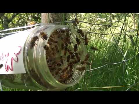 Micro essaim au rucher