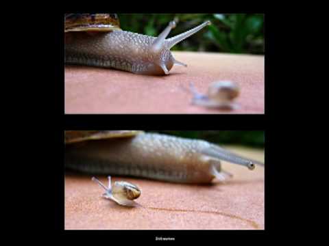 Sh!ft (Goku Bump) Full.