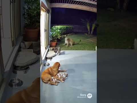 “Incrível! Gato Defende Cãezinhos Como um Verdadeiro Guardião” 😺🐾
