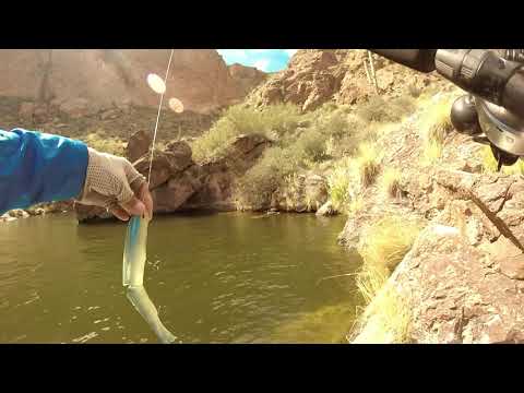 Swimbait fishing is a grind - one of the sickest deps 250 strikes