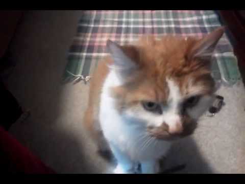 Funny animal videos - Hello I Am a Cute Cat, Who Are You?