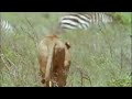 Zebra Hunting 5 Big Cats And A Camera BBC Studios