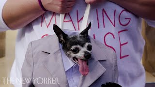 New York’s Best-Dressed Dogs Compete | The New Yorker