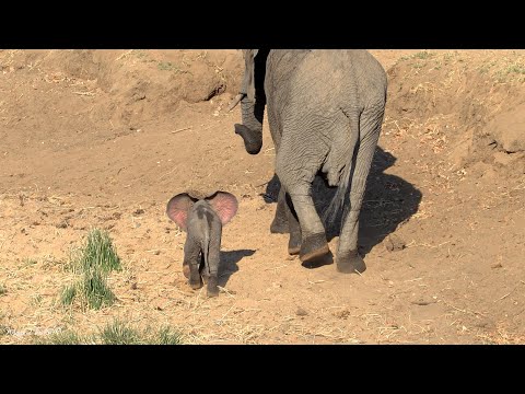 So cute and adorable! A few days old, this screaming pink-eared baby elephant looks tired and hungry