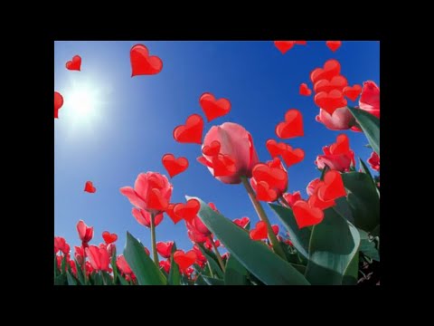 Professores de Paranatinga fazem vídeo em homenagem ao dia dos professores