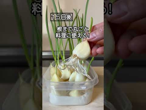 園芸 野生ニンニク、野生ニンニク、広葉ニンニク