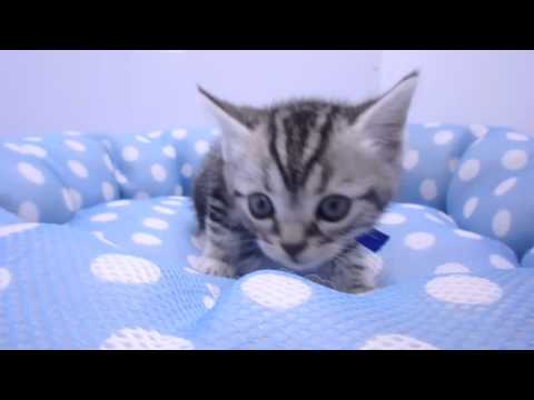 download lagu mp3 mp4 288365, download lagu 288365 gratis, unduh video klip Download 288365 Mp3 dan Mp4 Music Gratis