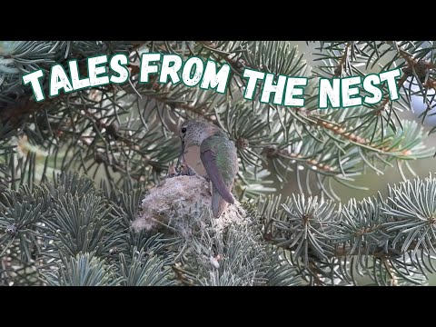 Tales from the nest | Broad-tailed Hummingbird