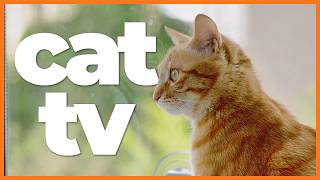 Cat TV: 10 Hours of Bird Watching, Squirrels & Relaxing Music for Cats 🐦🌳 | Relaxation & Enrichment