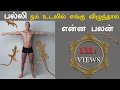 பல்லி நம் உடலில் விழுந்தால் என்ன பலன�