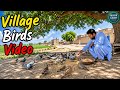 Village Birds Video Soft Background Music No Copyright Birds Sounds