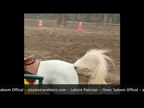 Pakistan's most beautiful SE Arabian horse, Karam, performing in Horseback Archery - Subscribe Now !