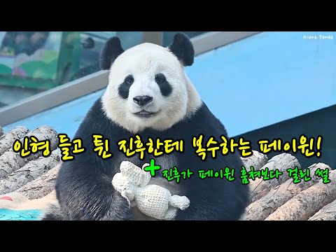자이언트 판다 진후 페이윈 싸움🐼애착인형 들고 튄 진후에게 복수하는 방법