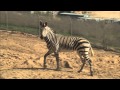 Safari Park Zebras