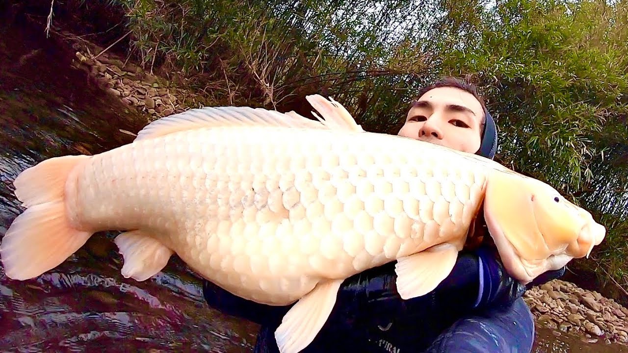 生態系に悪影響を与える野生の【ニシキゴイ】を素潜りで捕獲！鯉こくにしてみると。。