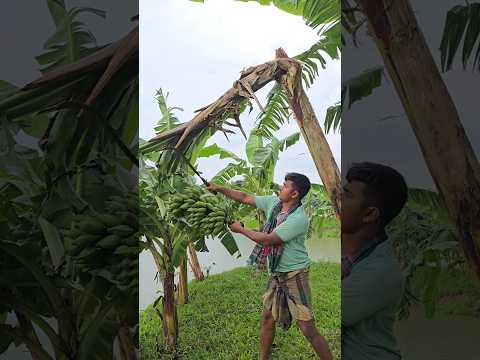 How bananas are cut, food (episode 3172) 😱 #fruit #shorts #food #banana #trending #viral #asmr