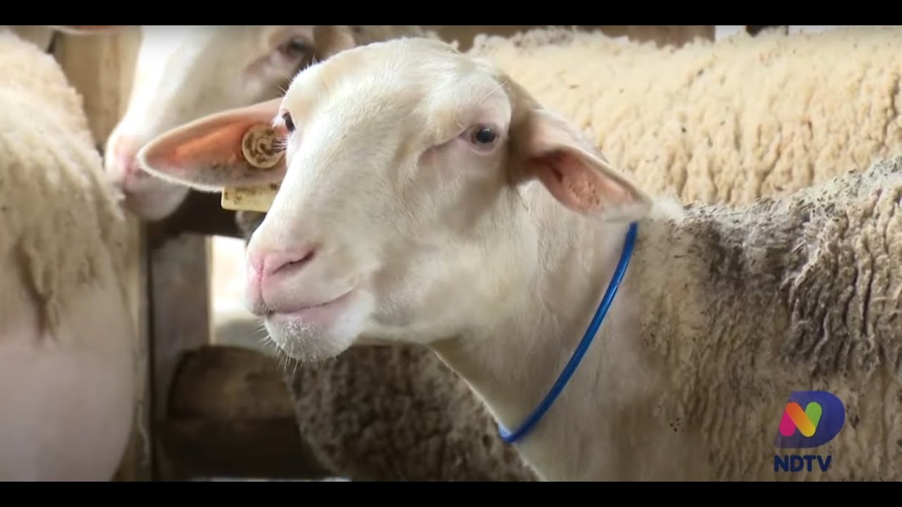 Conheça a criação de ovelhas em Santa Catarina