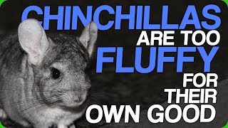 Chinchillas Are Too Furry For Their Own Good (Look After Your Pets)