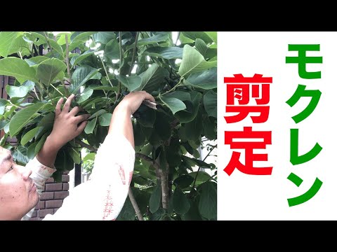 モクレンを正しく剪定する 植物
