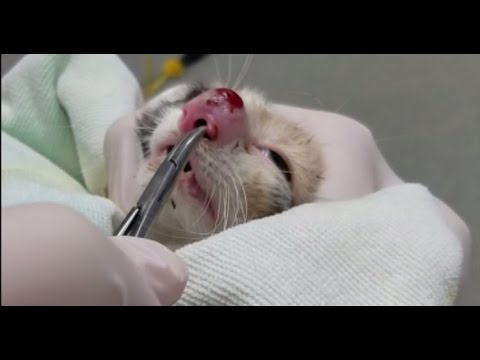 Jak budować mięśnie w 8 lat wideo Doradzić program kulturystyce