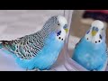 Budgie singing to Mirror for 1 Hour | Parakeet Sounds