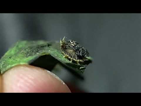 Tiny Tortoise Beetle Larvae Video 1 3